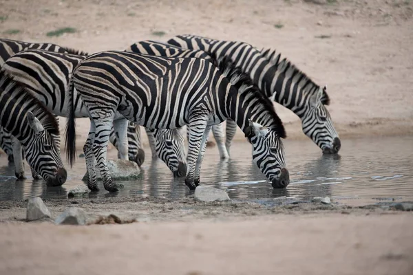 Sekawanan Zebra Minum Air Danau — Stok Foto