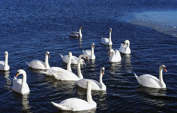 Tiro de ângulo alto de um grupo de cisnes brancos nadando no lago — Fotografia de Stock