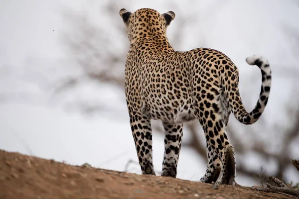 Uma Bela Foto Leopardo Africano Com Fundo Embaçado — Fotografia de Stock