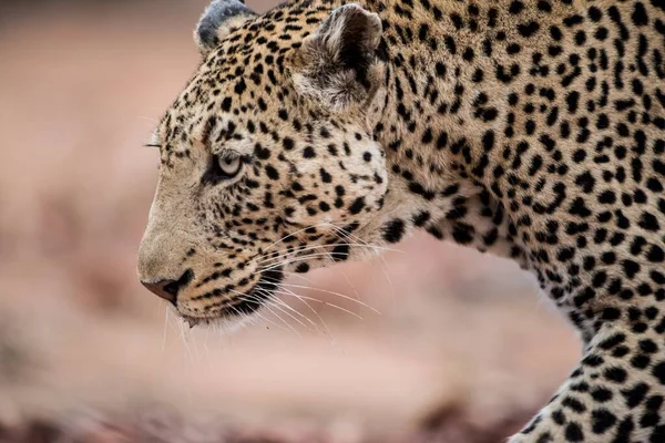 Närbild Bild Afrikansk Leopard Med Suddig Bakgrund — Stockfoto