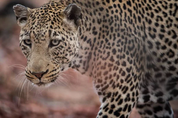 Tiro Perto Leopardo Africano — Fotografia de Stock