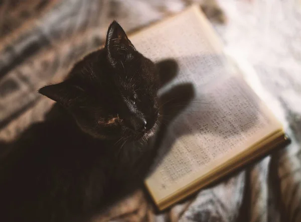 Colpo Angolo Alto Gatto Nero Sdraiato Libro Aperto — Foto Stock