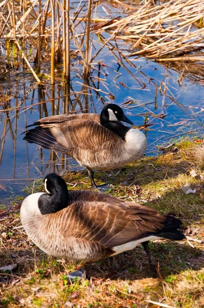 Vertikale Aufnahme von zwei Kanadagänsen an einem Teich — Stockfoto