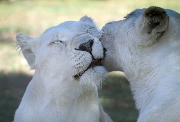 Dos Leones Blancos Mostrando Afecto Uno Hacia Otro —  Fotos de Stock