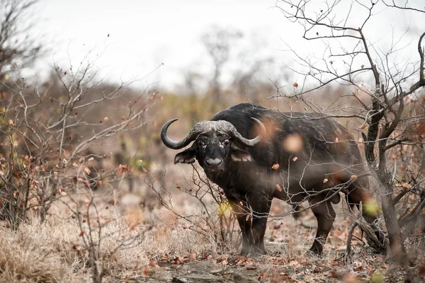 Búfalo Africano Mirando Cámara Con Fondo Borroso — Foto de Stock