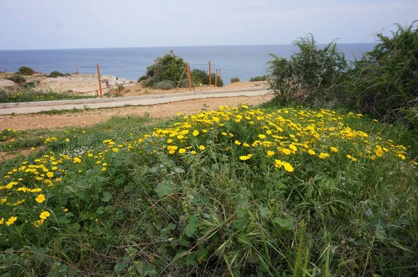 Las Flores Amarillas Cerca Carretera Con Océano Fondo — Foto de Stock