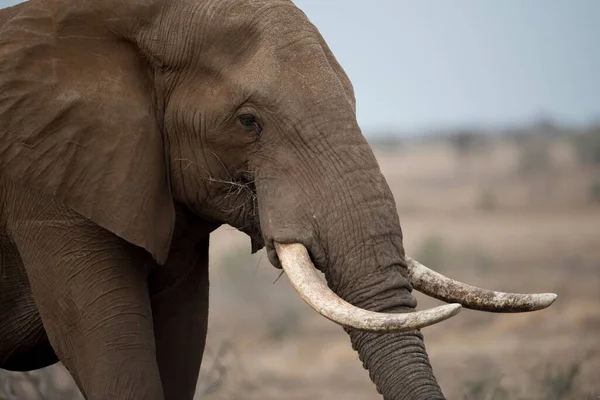 Detailní Záběr Afrického Slona Rozmazaným Pozadím — Stock fotografie