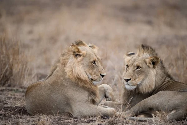 Dos Leones Machos Descansando Suelo Con Fondo Borroso —  Fotos de Stock