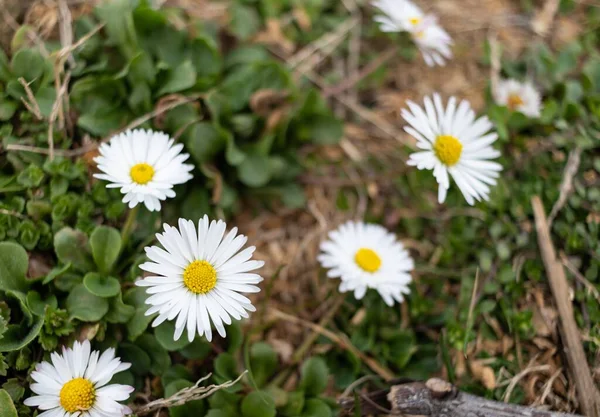 Parktaki Güzel Beyaz Papatya Çiçekleri Gündüz Vakti — Stok fotoğraf