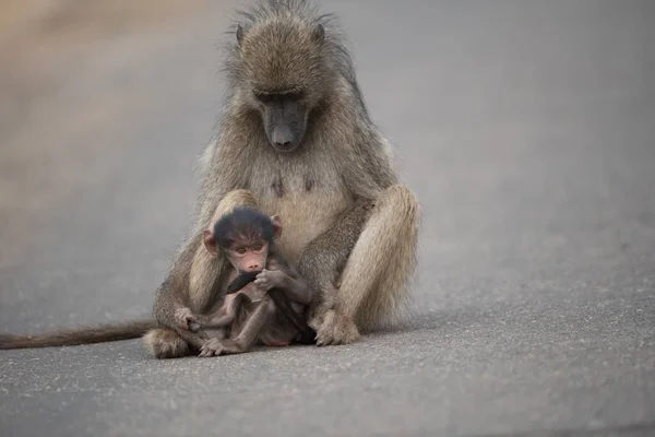 Uma Bela Foto Uma Mãe Babuíno Sentado Estrada Junto Com — Fotografia de Stock