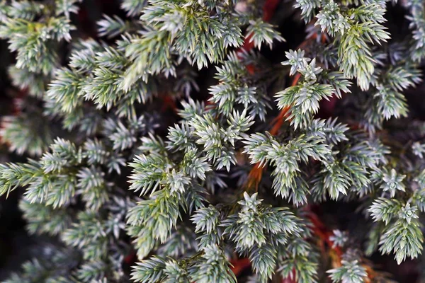 Closeup of Juniperus leaves under the sunlight with a blurry background — Stock Photo, Image