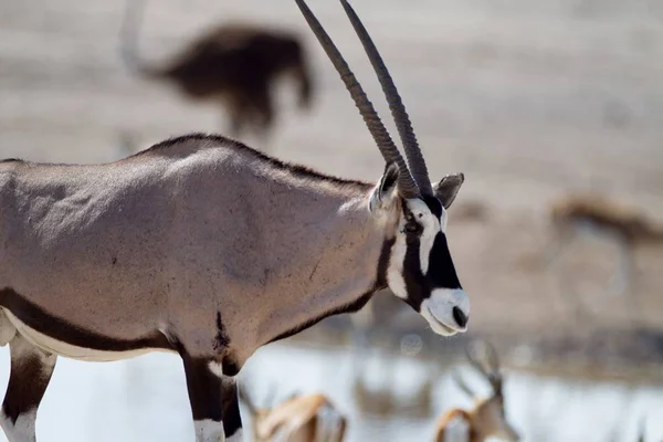 Ένα Κοντινό Πλάνο Ενός Όμορφου Gemsbok Θολό Φόντο — Φωτογραφία Αρχείου