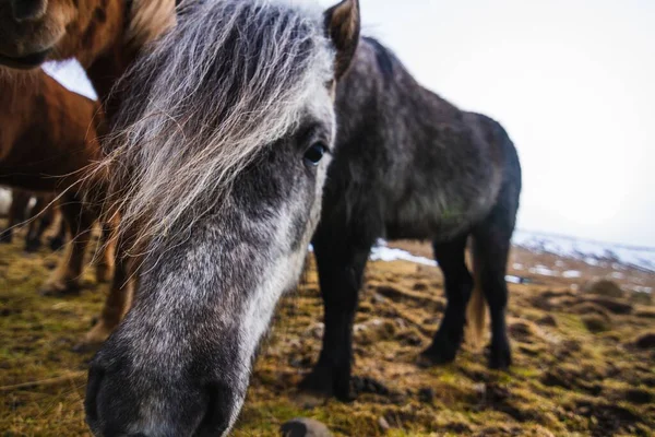 Närbild Svart Islandshäst Ett Fält Täckt Gräs Och Snö Island — Stockfoto