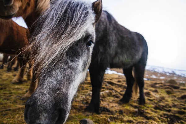 Closeup Black Icelandic Horse Field Covered Grass Snow Iceland — Stock Photo, Image