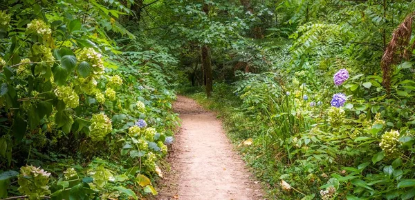 Weg onder een bladerdak van bosbomen omringd door grassen, hortensia bloemen en bomen — Stockfoto