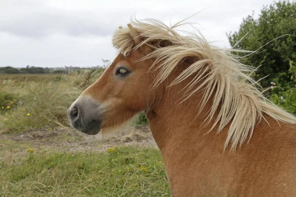 Een Closeup Shot Van Een Schattige Pony Staand Het Groene — Stockfoto