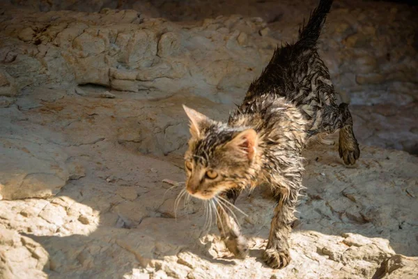 Plano Gran Angular Gato Caminando Sobre Acantilado — Foto de Stock