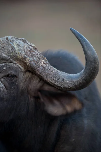 Een Close Shot Van Een Afrikaanse Buffel Met Een Wazige — Stockfoto