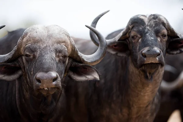 Close Dois Búfalos Africanos — Fotografia de Stock