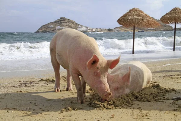 Две Свиньи Рядом Друг Другом Пляже Волнами — стоковое фото