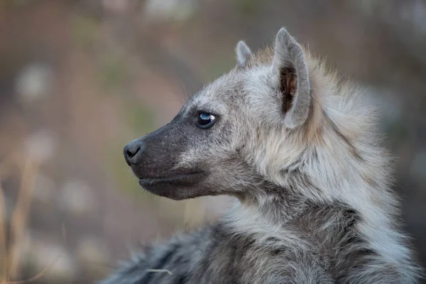 Closeup Shot Spotted Hyena Blurred Background — Stock Photo, Image