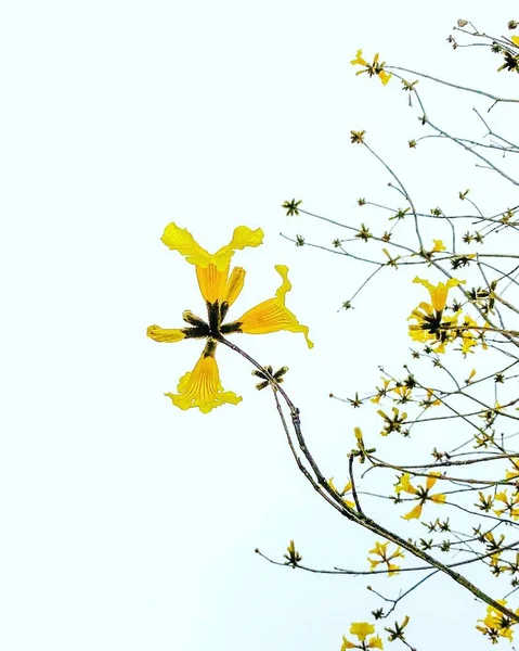 Beautiful shot of yellow flowers connected through thin stems on a  white background — Stock Photo, Image