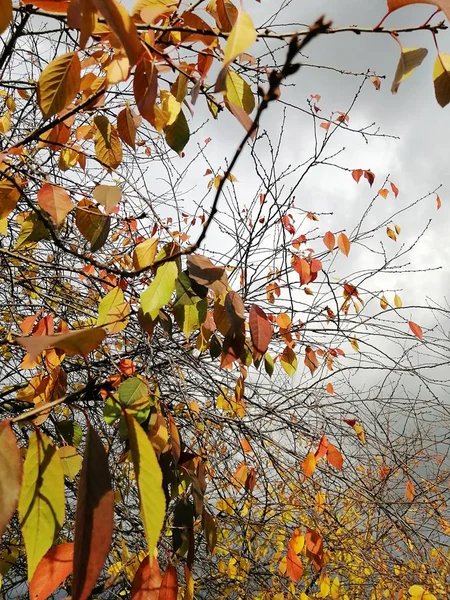 Vertikales Bild von bunten Blättern auf Ästen unter einem bewölkten Himmel im Herbst — Stockfoto