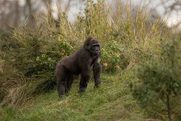 Hermoso Tiro Gorila Montaña — Foto de Stock
