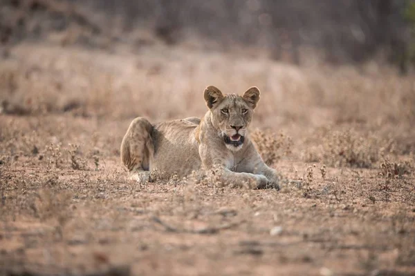Ένα Θηλυκό Λιοντάρι Αναπαύεται Στο Έδαφος Ένα Θολό Φόντο — Φωτογραφία Αρχείου