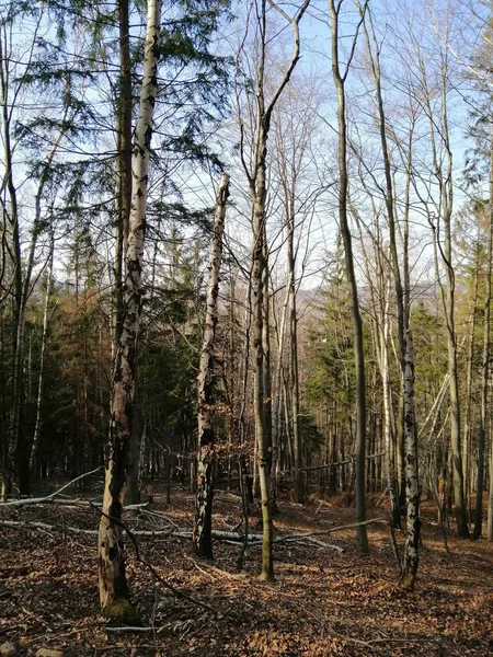 Вертикальный Листвы Сухих Лесов Елены Гра Польша — стоковое фото
