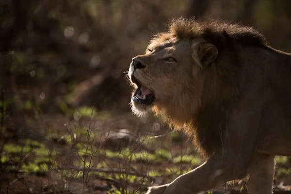 Μια Όμορφη Φωτογραφία Ενός Αρσενικού Λιονταριού Που Βρυχάται Θολή Υπόσταση — Φωτογραφία Αρχείου