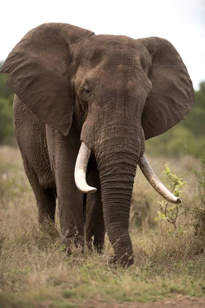 Disparo Vertical Elefante Africano Con Fondo Borroso —  Fotos de Stock