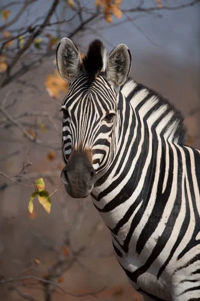 Nahaufnahme eines schönen Zebras mit verschwommenem Hintergrund — Stockfoto