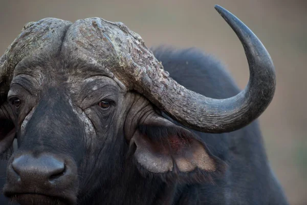 Geçmişi Bulanık Bir Afrikalı Bufalonun Yakın Plan Fotoğrafı — Stok fotoğraf