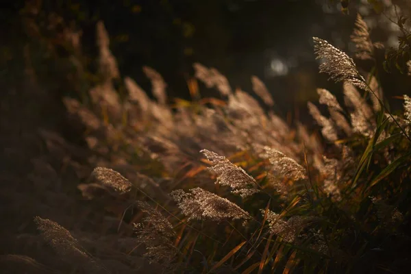 Güneşin altında, arka planda bulanık bir çayırda çimenlerin yakınlaşması. — Stok fotoğraf