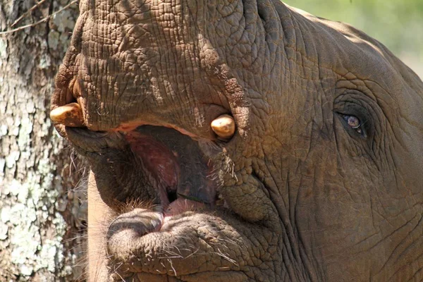 Detailní záběr hlavy slona během dne — Stock fotografie
