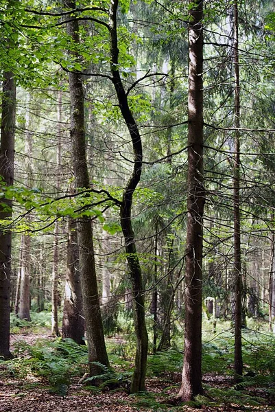 Vertikale Aufnahme der hohen Bäume, die tagsüber im Wald wachsen — Stockfoto