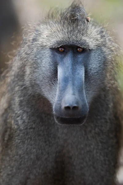 一只背景模糊的狒狒猴的特写镜头 — 图库照片