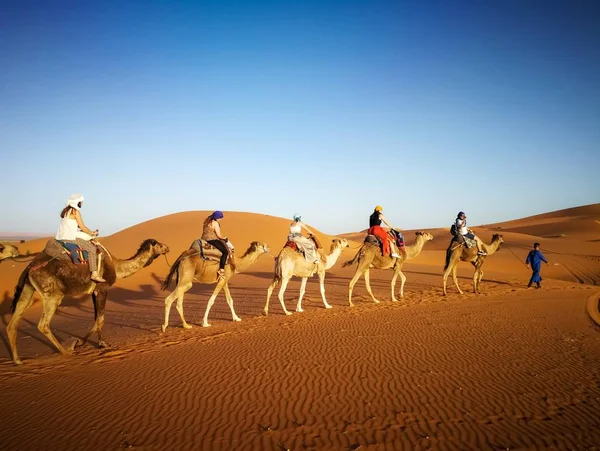 Deve kervanı Sahra Çölü, Fas 'taki kum tepelerinden geçiyor. — Stok fotoğraf
