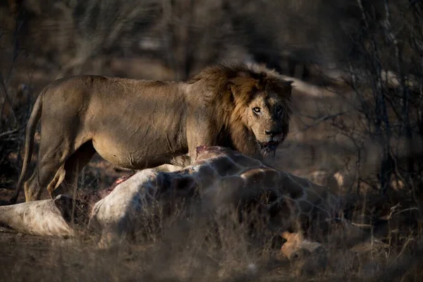 死んだキリンを背景に空腹の雄ライオン — ストック写真