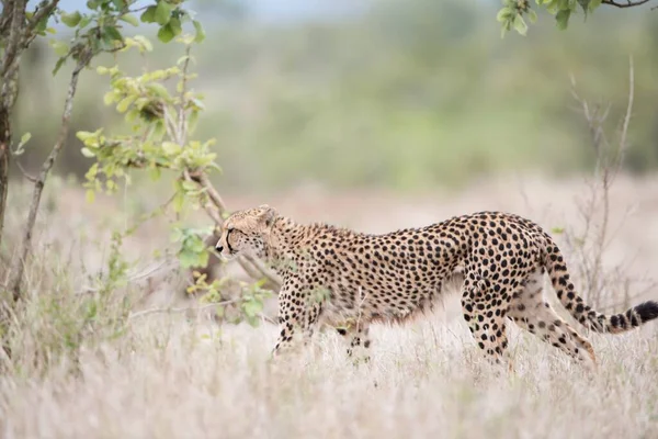 Красивый снимок гепарда, идущего по кустовому полю в поисках добычи — стоковое фото