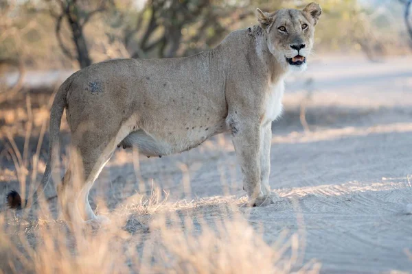 Θηλυκό λιοντάρι στέκεται στο δρόμο με θολή φόντο — Φωτογραφία Αρχείου