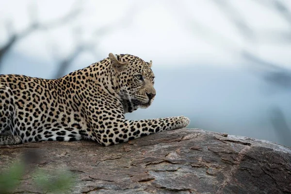 背景がぼやけている岩の上に眠るアフリカのヒョウの美しいショット — ストック写真