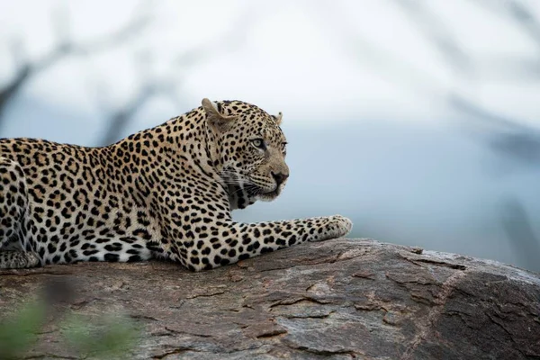 Arkaplanı Bulanık Kayanın Üzerinde Dinlenen Afrikalı Bir Leoparın Güzel Bir — Stok fotoğraf