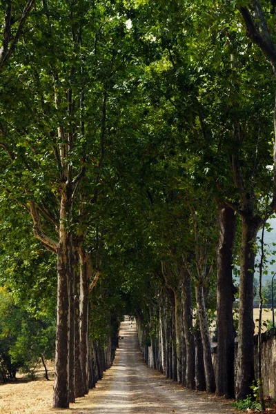 Schöne Aufnahme Eines Fußweges Der Komplett Von Bäumen Umgeben Ist — Stockfoto