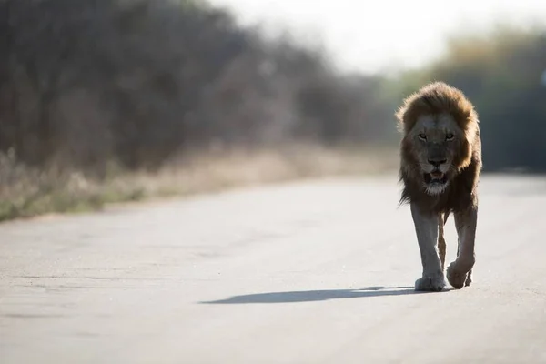 Schöne Aufnahme Eines Männlichen Löwen Auf Der Straße Mit Verschwommenem — Stockfoto