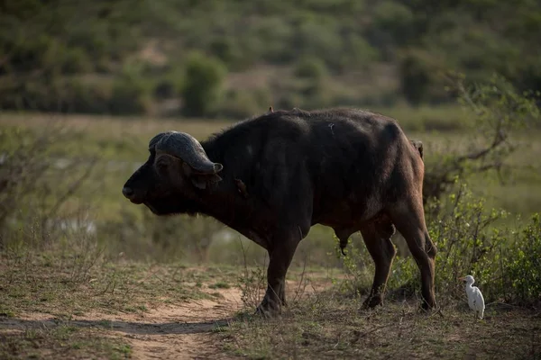 一种背景模糊的非洲水牛 — 图库照片