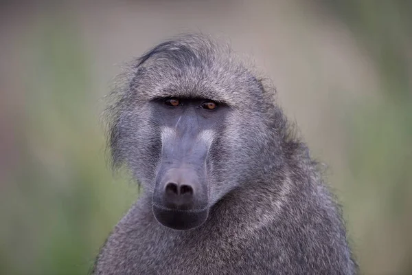 배경 이 흐릿 한 비비 원숭이의 사진을 클로즈업 — 스톡 사진