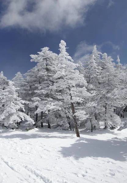 Vertikal skott av flera träd i en skog täckt av snö under vintern — Stockfoto