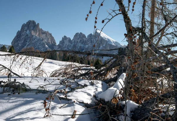 Des arbres sans feuilles dans un paysage enneigé entouré de nombreuses falaises dans les Dolomites — Photo